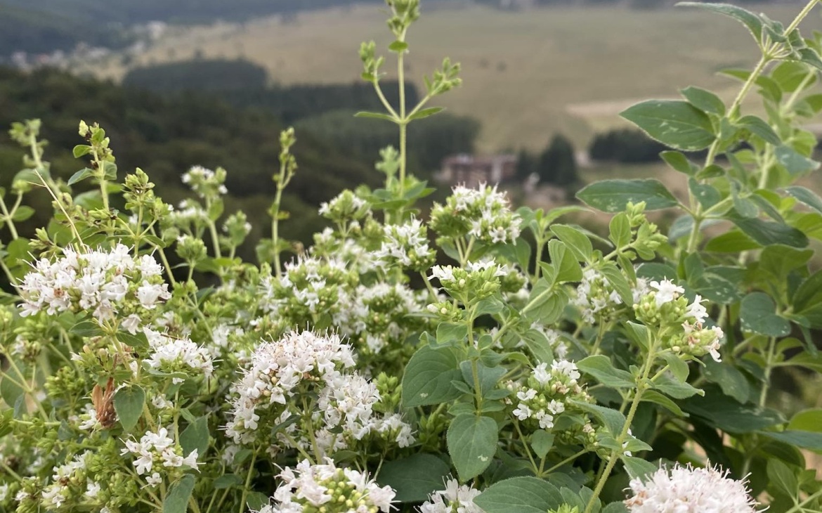 Origano del Laceno