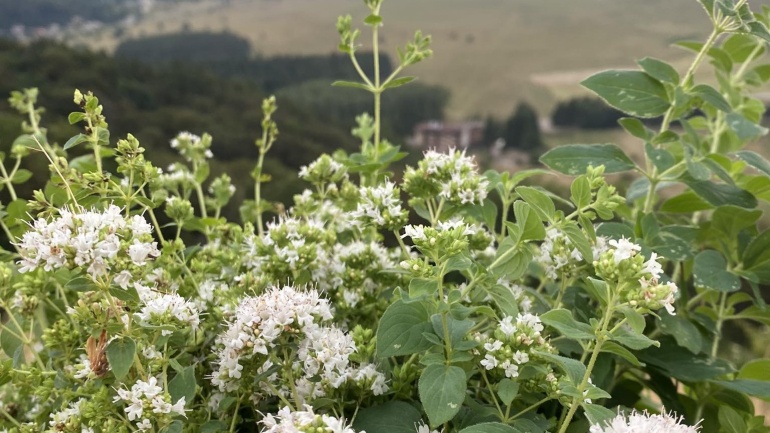 Origano del Laceno