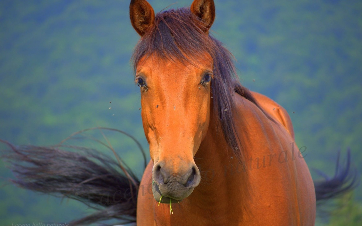 Passeggiate a cavallo Lago Laceno