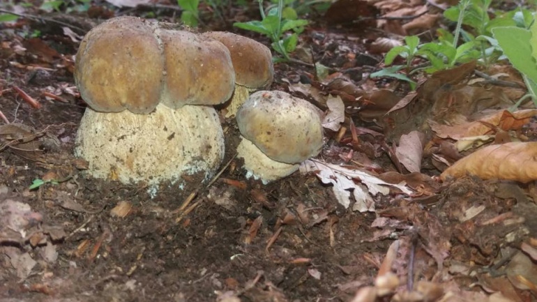Tartufo e Funghi dal peso eccezionale trovati sui monti di Bagnoli Irpino