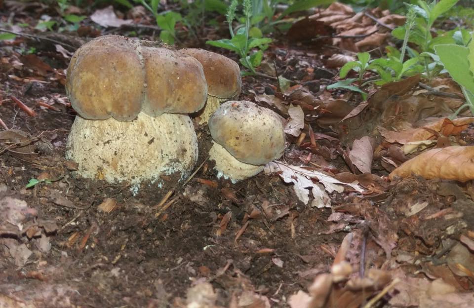 Tartufo e Funghi dal peso eccezionale trovati sui monti di Bagnoli Irpino