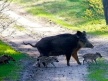 CHE COSA FARE SE SI INCONTRA UN CINGHIALE