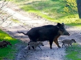 CHE COSA FARE SE SI INCONTRA UN CINGHIALE