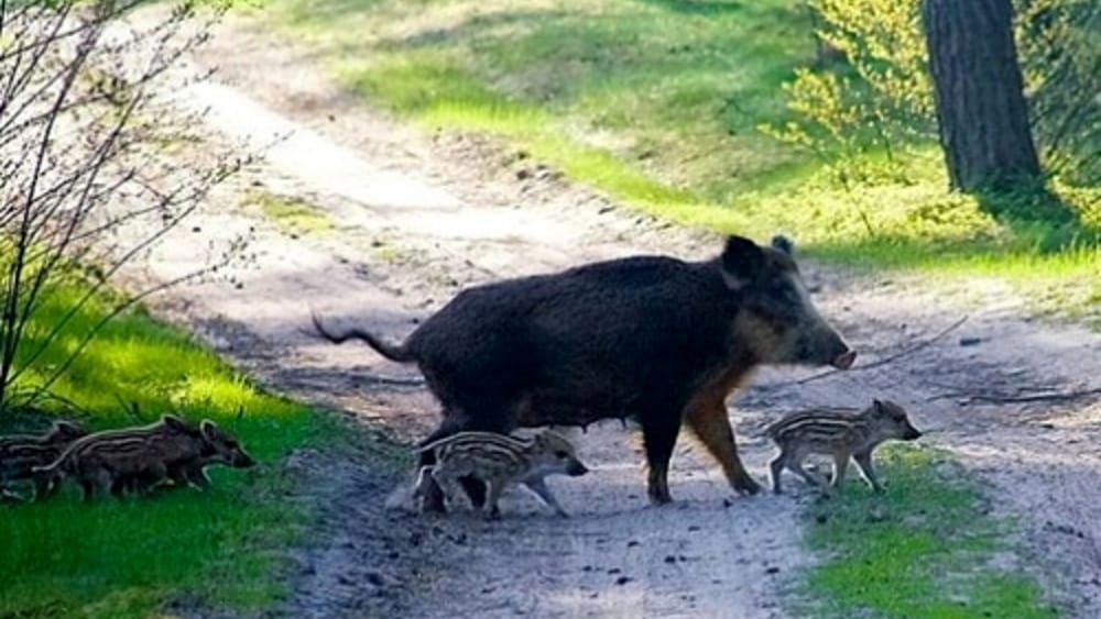 CHE COSA FARE SE SI INCONTRA UN CINGHIALE